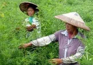 青蒿可以泡水喝嗎？青蒿能泡水喝嗎？