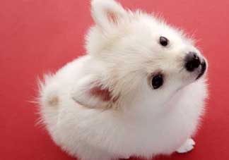 狗狗能吃薺菜嗎？狗吃了薺菜會生病嗎？