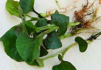 薺菜和魚腥草能一起吃嗎？薺菜和魚腥草可以同時泡茶嗎？