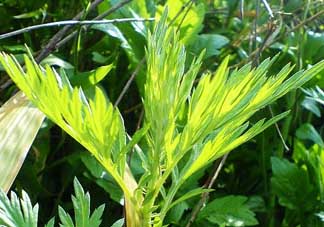 吃青蒿有好處嗎？青蒿的功效與作用