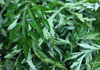 蒿子什么時(shí)候有？蒿子什么時(shí)候長？