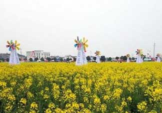 2017年清明節(jié)油菜花開了嗎？2017年清明節(jié)還有油菜花嗎？