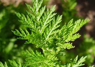 青蒿是什么植物？青蒿是種子植物還是裸子植物？