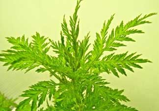 青蒿能吃嗎？青蒿可以吃嗎？