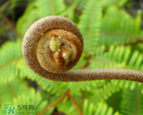 蕨菜什么時(shí)候采摘？蕨菜什么時(shí)候有？