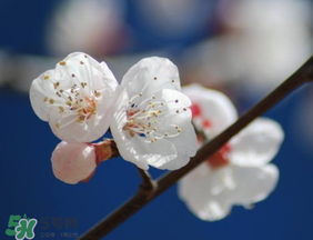 2017年春天為什么這么冷？2017年春天怎么這么冷？