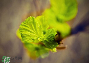 2017年春天為什么這么冷？2017年春天怎么這么冷？