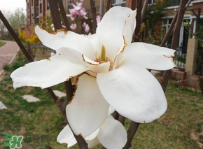 2017年春天為什么這么冷？2017年春天怎么這么冷？