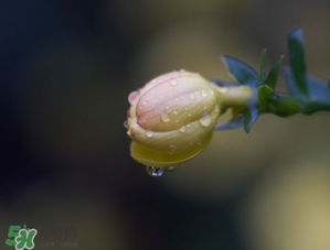 2017年谷雨是幾月幾號？2017年谷雨是哪一天？