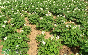 清明節(jié)能種土豆嗎？土豆什么時(shí)候種植？