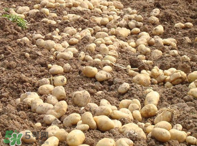 清明節(jié)能種土豆嗎？土豆什么時(shí)候種植？