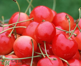 櫻桃什么品種最好吃？櫻桃哪個品種最好吃？