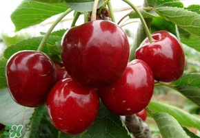 山東櫻桃什么時候上市？山東櫻桃什么時候成熟？