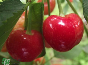 拉賓斯和美早哪個好吃？美早和拉賓斯的區(qū)別