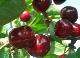 拉賓斯和美早哪個好吃？美早和拉賓斯的區(qū)別