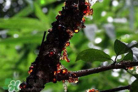 哺乳期能吃桃膠嗎？產(chǎn)后可以吃桃膠嗎？