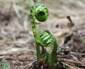 蕨菜什么時(shí)候采摘？蕨菜什么時(shí)候有？