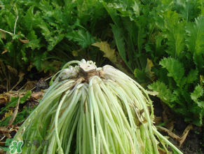 雪里紅什么時候種？雪里紅什么時候有？