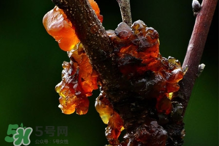 桃膠如何保存？桃膠怎么保存？