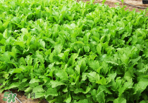 雪里紅是什么菜？雪里紅是雪菜嗎？