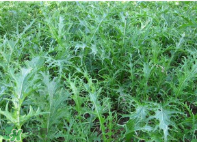 雪里紅是什么菜？雪里紅是雪菜嗎？