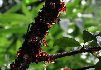 桃膠經(jīng)期能吃嗎？月經(jīng)期可以吃桃膠嗎？