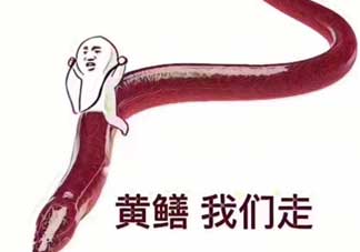黃鱔為什么火了？黃鱔我們走為什么火了？