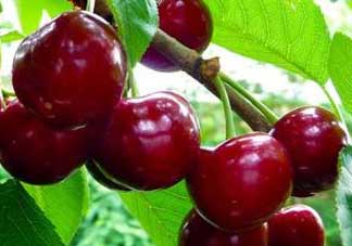 櫻桃什么品種最好吃？櫻桃哪個品種最好吃？