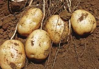 清明節(jié)能種土豆嗎？土豆什么時候種植？