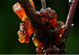 孕婦可以吃桃膠嗎？懷孕了能吃桃膠嗎？