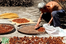 桃膠適合什么季節(jié)吃？桃膠什么季節(jié)吃最好？