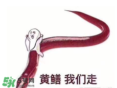 七彩皮皮鱔我們往死里鉆是什么意思？七彩皮皮鱔我們?nèi)€(gè)好地方是什么意思？