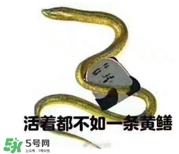 七彩皮皮鱔我們往死里鉆是什么意思？七彩皮皮鱔我們?nèi)€(gè)好地方是什么意思？