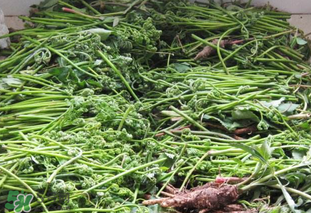 水蕨菜和山蕨菜哪個致癌？水蕨菜致癌是真的嗎？