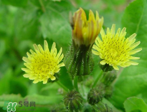 苦菜什么時(shí)候有？苦菜幾月份有？