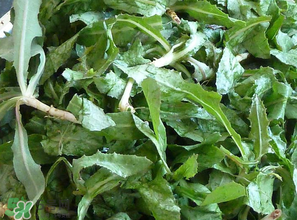 苦菜什么時(shí)候有？苦菜幾月份有？