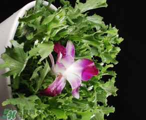 苦菜什么時(shí)候有？苦菜幾月份有？