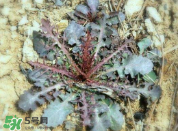 苦菜有幾種？苦菜有幾種圖片