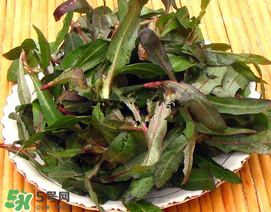 苦菜有幾種？苦菜有幾種圖片