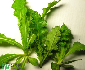 苦菜有幾種？苦菜有幾種圖片