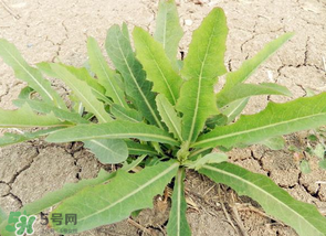 苦菜什么人不能吃？什么體質(zhì)不宜吃苦菜？