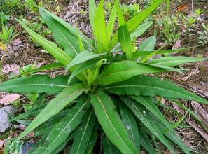 苦菜什么人不能吃？什么體質(zhì)不宜吃苦菜？