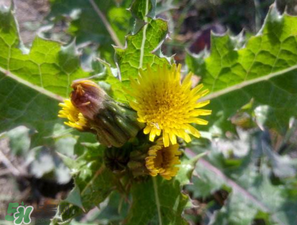 苦菜什么人不能吃？什么體質(zhì)不宜吃苦菜？