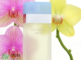 dolce gabanna香水哪款好聞？DG杜嘉班納香水推薦