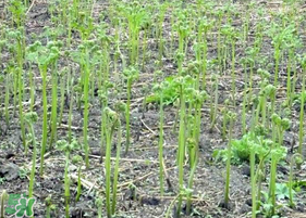 蕨菜可以種植嗎？蕨菜怎么種植？