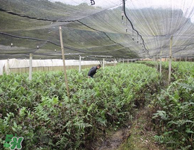 蕨菜可以種植嗎？蕨菜怎么種植？