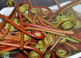 野生蕨菜多少錢一斤？蕨菜多少錢一斤？