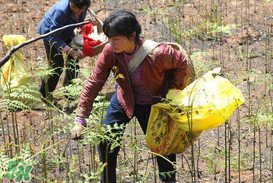 野生蕨菜多少錢一斤？蕨菜多少錢一斤？