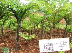 魔芋什么味道？怎么去除魔芋味道？