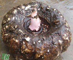 魔芋什么人不能吃？魔芋哪些人不能吃？